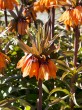 Fritillaria aurora.jpg